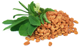 Fenugreek seed